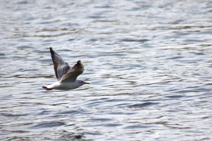 uccelli del fiume Ticino